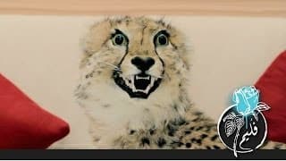 فليم  - جرح الفهد | Folaim - Cheetah wound