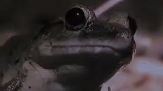 Night-time hunt for animals - Expedition Borneo - BBC wildlife