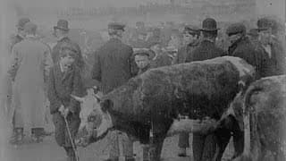 Cattle Market in Derry (1902) | Britain on Film