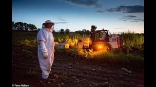 The Pollinators (Trailer) - SF Green Film Festival 2019