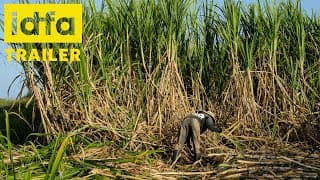IDFA 2021 | Trailer | Words of Negroes