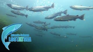 ATLANTIC SALMON Lost at Sea -TRAILER