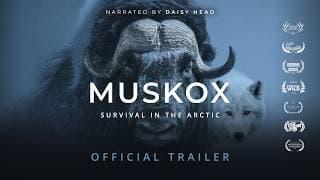 MUSKOX | Official Trailer - Stay Wild Studio