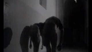 Antonio Rezza - La Divina Provvidenza 1/3