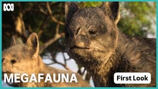 Megafauna: What Killed Australia's Giants?