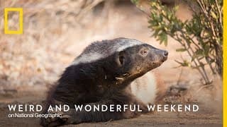 T. Rex Autopsy - Trailer | Nat Geo WILD