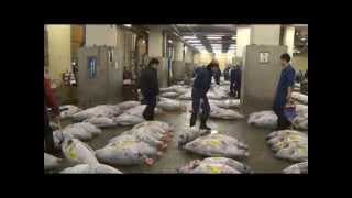 Discoveries Asia Tokyo & Central Honshu Island Preview