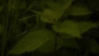 Brandnetels (2023) - Teaser