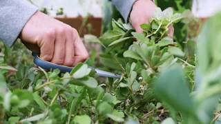 Common Weeds And Wild Edibles Of The World (TRAILER)