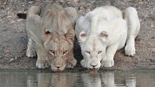 White Lions | Terra Mater Studios (Official Trailer)