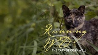Running Wild: The Cats of Cornwall | Knowledge Network