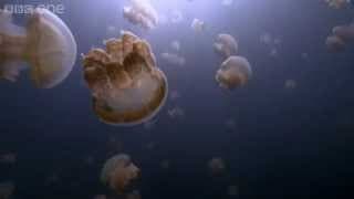 Jellyfish lake - 24 Hours on Earth: Preview - BBC One