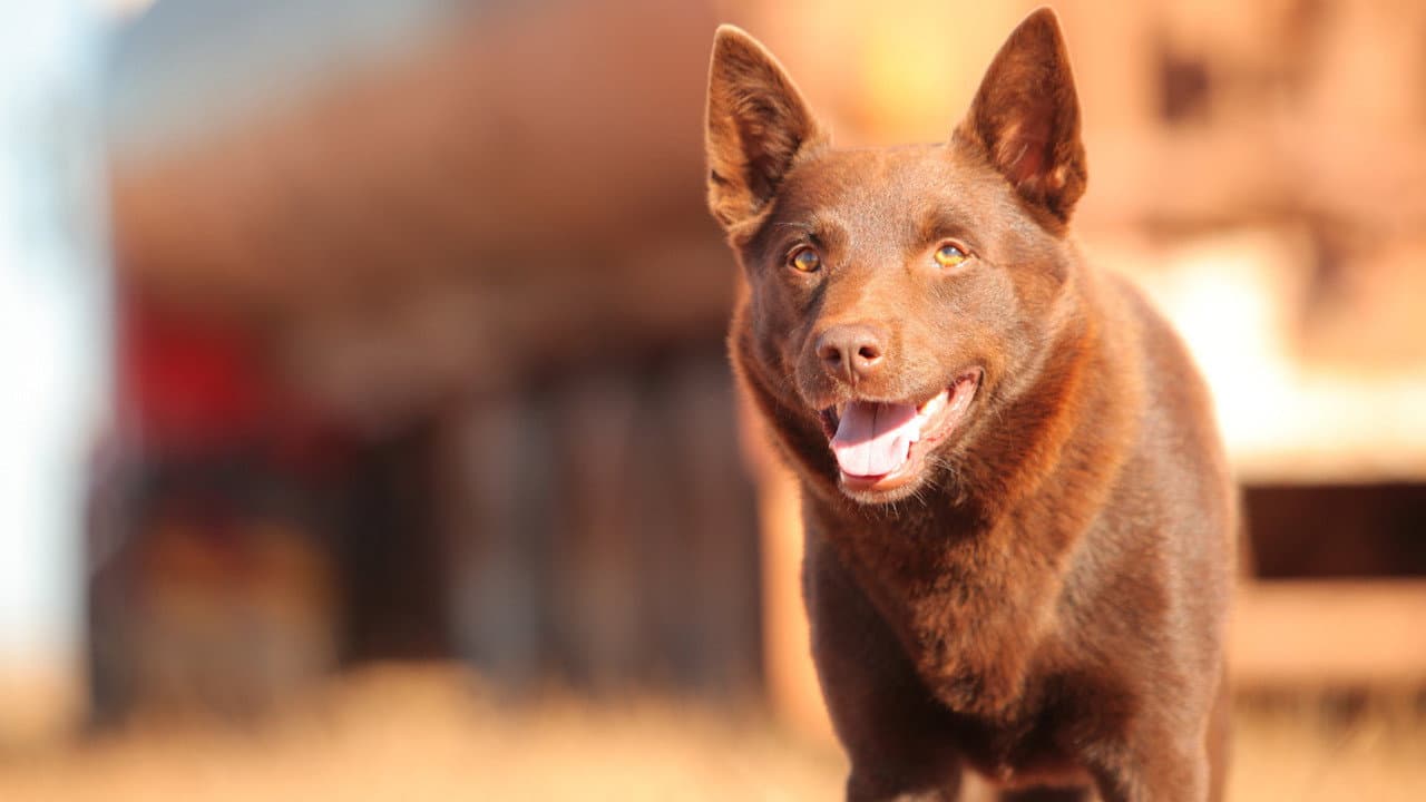 Red Dog Collection