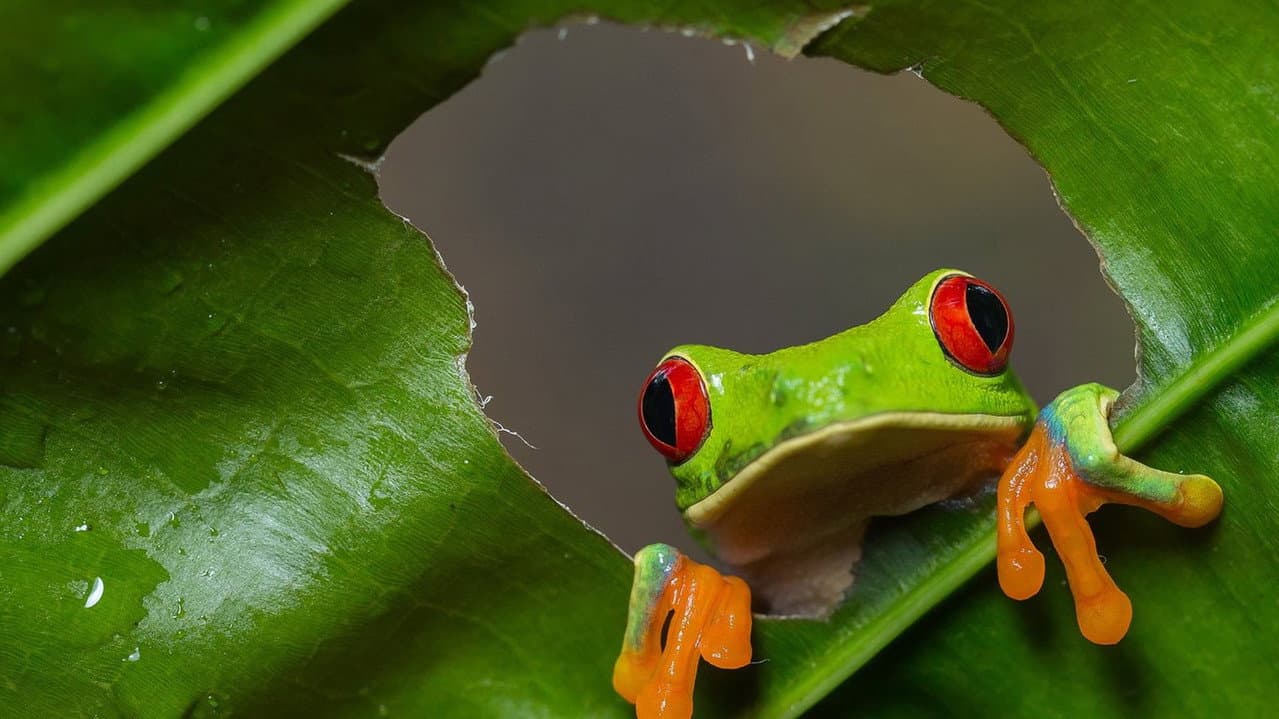 Wild Costa Rica