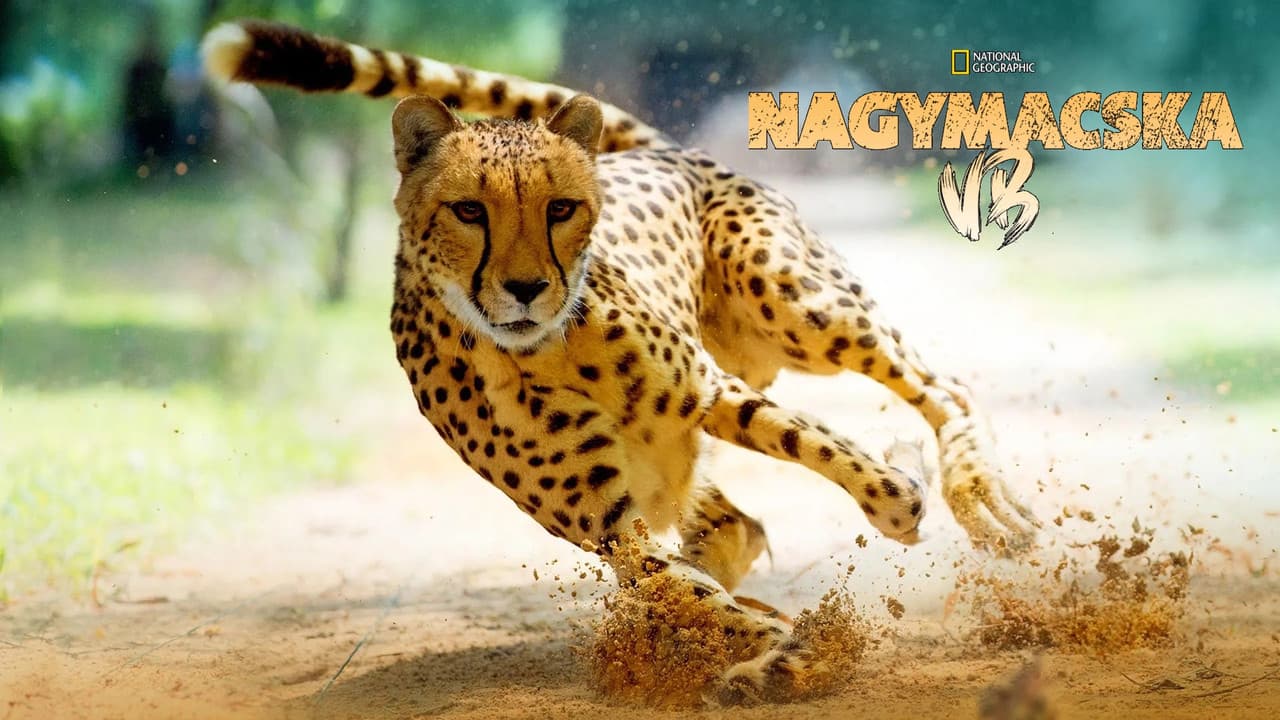 Big Cat Games