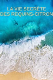La vie secrète des requins citron