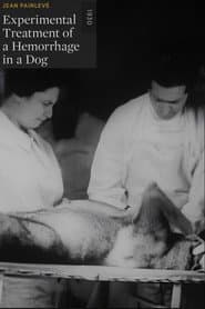 Traitement expérimental d'une hémorragie chez le chien