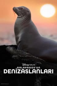 Sea Lions of the Galapagos