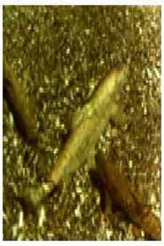 Ohrid Trout