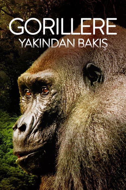 Gorillas Close Up